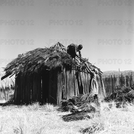 Building a hut. A woman reaches up to pass straw to a man who is thatching the roof of a wooden-framed hut. North Kinangop, Kenya, 9-12 February 1953. Kinangop, Central (Kenya), Kenya, Eastern Africa, Africa.