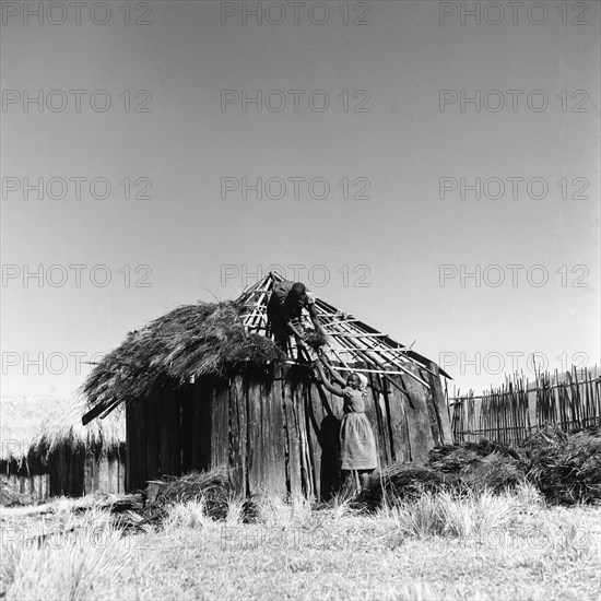 Building a hut. A woman reaches up to pass straw to a man who is thatching the roof of a wooden-framed hut. North Kinangop, Kenya, 9-12 February 1953. Kinangop, Central (Kenya), Kenya, Eastern Africa, Africa.