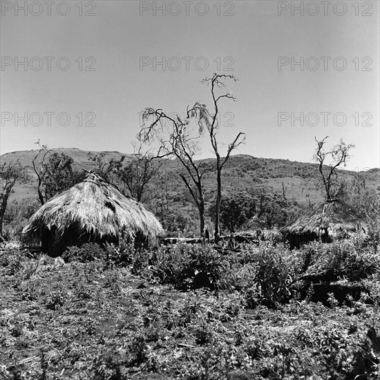 Deserted camp. Huts with straw roofs merge into the overgrown rural background of a deserted camp. North Kinangop, Kenya, 9-12 February 1953., Central (Kenya), Kenya, Eastern Africa, Africa.