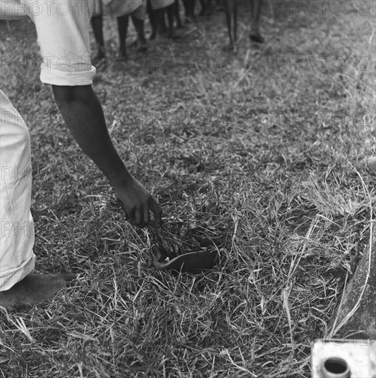 Dipping branches. A man's arm dips branches into a bowl on the ground at a cleansing ceremony. Kenya, 20-28 March 1953. Kenya, Eastern Africa, Africa.