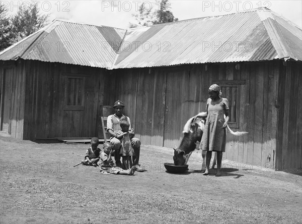 Headman Samuel and family. Headman Samuel sits surrounded by three young children outside a small wooden building. His wife wears a plain dress and a headscarf next to a spotted cow feeding from a bowl. Kenya, 1 May 1953. Kenya, Eastern Africa, Africa.