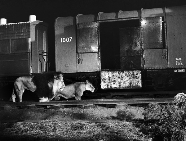 Lions walking by a train at night. A posed publicity photograph from the East African Railways and Harbours Administration (EAR&H) showing two lions taking a nocturnal stroll beside a freight train. Kenya, circa 1950. Kenya, Eastern Africa, Africa.