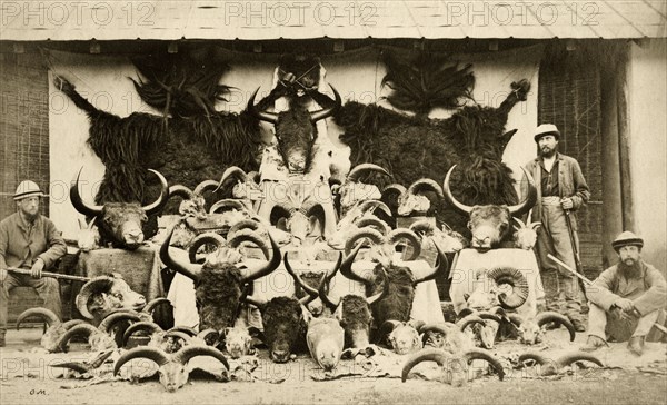 Tibetan trophies. Three officers from the 57th Regiment pose beside an orderly display of horned animal heads and skins, trophies collected from wild sheep and yaks killed over a three month period. Tibet (Tibet Autonomous Region, China), 1861., Tibet, China, People's Republic of, Eastern Asia, Asia.