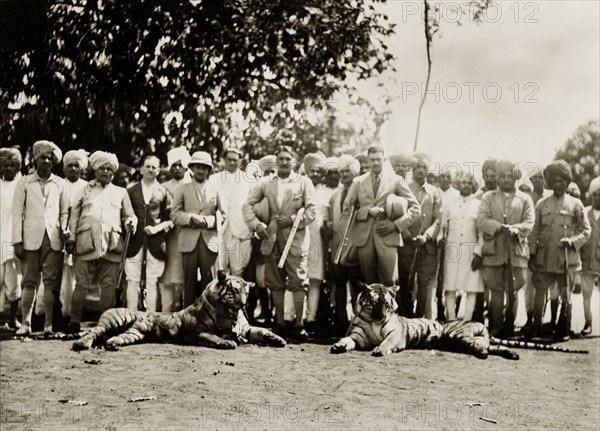 Indian hunting party. A hunting party of Indian men, some in Western dress, pose proudly beside the carcasses of two recently killed tigers, shotguns in hand. India, circa 1930. India, Southern Asia, Asia.