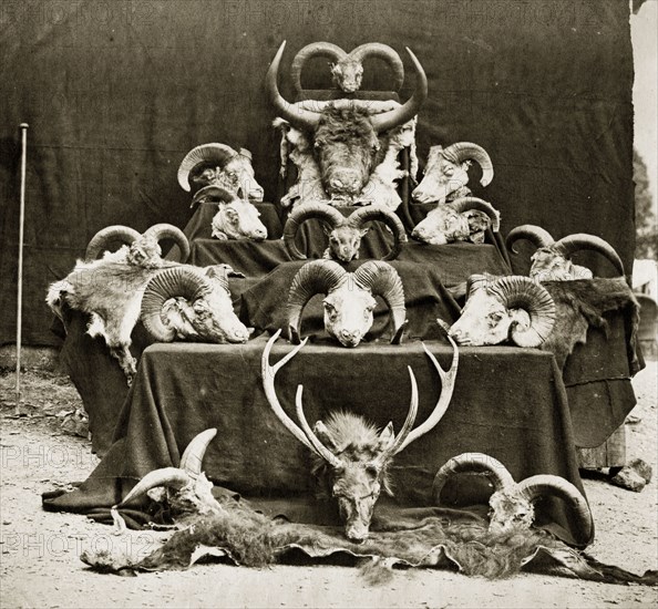 Captain Clarke's trophies. An orderly display of horned animal heads and skins belonging to 'Captain Clarke', trophies collected from wild sheep, deer and yaks on a hunting trip. Tibet (Tibet Autonomous Region, China), 1862., Tibet, China, People's Republic of, Eastern Asia, Asia.