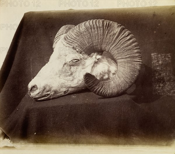 Sheep's head trophy. The severed head of a wild horned sheep, a trophy collected by 'Captain Clarke' on a hunting trip. Tibet (Tibet Autonomous Region, China), 1862., Tibet, China, People's Republic of, Eastern Asia, Asia.