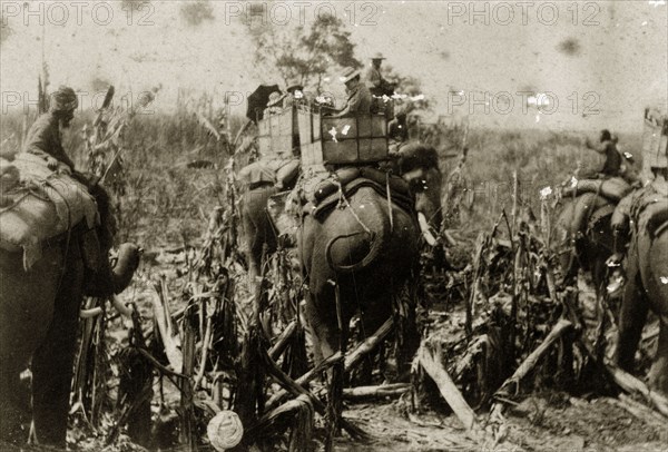A raft of elephants. British women with parasols are ferried across rough terrain in howdahs on the backs of elephants during a tiger hunt. North East India, circa 1890. India, Southern Asia, Asia.