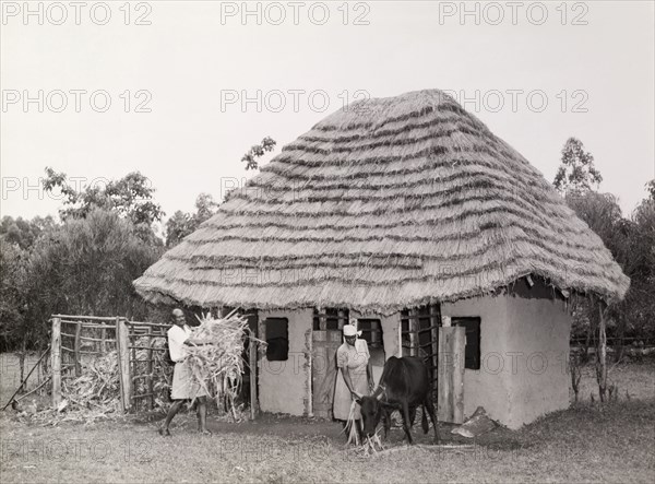 Compost stock and cattle shed. A man carries straw from a compost stock to feed a cow in front of a sturdy cattle shed. Kenya, circa 1965. Kenya, Eastern Africa, Africa.