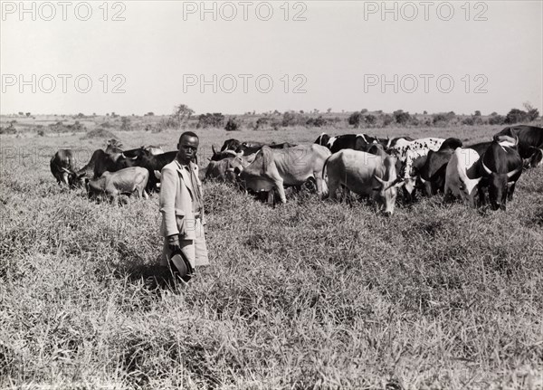 A herd of cattle on good grazing land. A farmer oversees a herd of undernourished cattle as they gorge themselves grazing in a lush pasture. Kenya, circa 1965. Kenya, Eastern Africa, Africa.