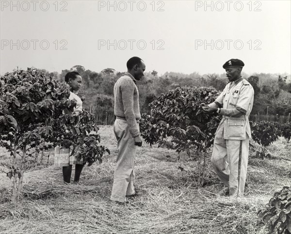 How to grow coffee trees. A uniformed agricultural inspector gives advice on the maintenance of coffee trees to two African farm workers. Kenya, circa 1965. Kenya, Eastern Africa, Africa.