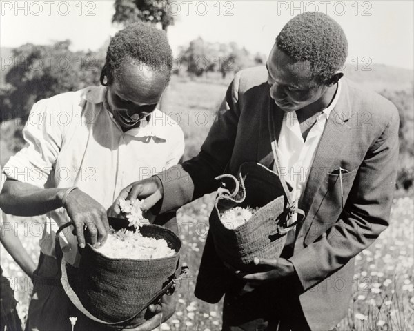 A harvest of pyrethrum flowers. Two African farm workers inspect pyrethrum flowers that have been harvested into baskets. Kenya, circa 1965. Kenya, Eastern Africa, Africa.