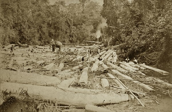 Teak logging with elephants. Elephants employed by the logging industry manoeuvre teak timbers in a river valley. Burma (Myanmar), circa 1910. Burma (Myanmar), South East Asia, Asia.