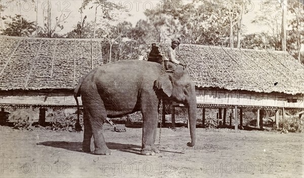 A Burmese mahout. A Burmese mahout (elephant handler) sits on the shoulders of his elephant beside thatched huts raised on stilts. The animal was probably used to manoeuvre timber in the teak forests of Burma (Myanmar). Burma (Myanmar), circa 1908. Burma (Myanmar), South East Asia, Asia.