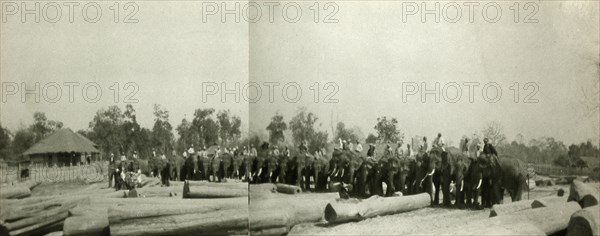 Teak logging with elephants. A team of elephants, employed by the Burmese logging industry, line up in preparation to manoeuvre teak timbers in a logging yard. Possibly Pyokkwe, Burma (Myanmar), circa 1910. Burma (Myanmar), South East Asia, Asia.