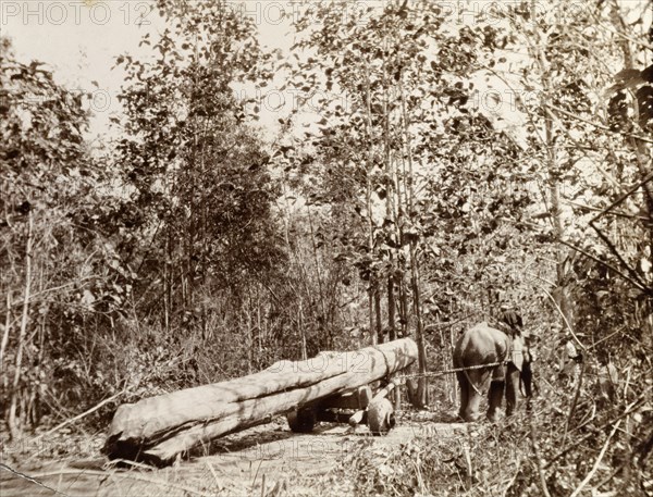 An elephant drags timber through a jungle. A harnessed elephant drags a teak timber through the jungle on the back of a wheeled cart. Burma (Myanmar), circa 1910. Burma (Myanmar), South East Asia, Asia.