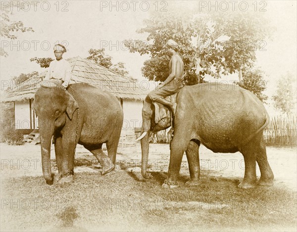 Burmese mahouts. Two Burmese mahouts (elephant handlers) and their elephants take a break from lifting logs. Burma (Myanmar), circa 1908. India, Southern Asia, Asia.