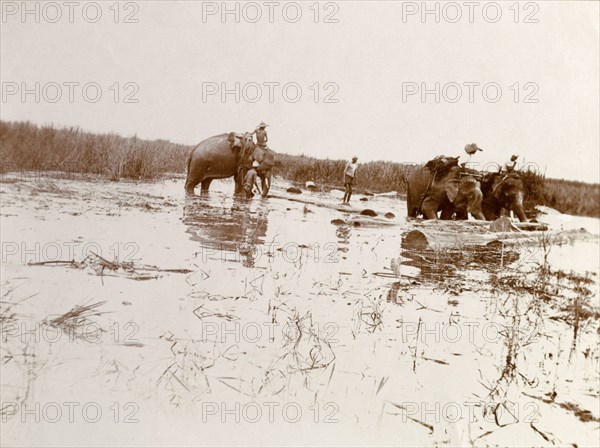 Elephant labour, Burma (Myanmar). Three elephants are put to work shifting logs on marshland, directed by mahouts (elephant handlers) sitting on their shoulders. Other workers lead the operation from the ground. Burma (Myanmar), circa 1908., Southern Asia, Asia.