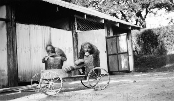 Captive orangutans. Two captive orangutans sit on a homemade go-cart. It is unclear whether the apes are exotic pets or show animals. Possibly Burma (Myanmar), South East Asia, circa 1910., South East Asia, Asia.