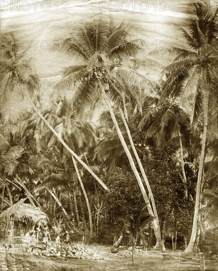 Burmese coconut pickers. A coconut picker, shinned high up a tree, throws coconuts down to the ground where they are collected together by workers who remove their outer husks. Burma (Myanmar), circa 1900. Burma (Myanmar), South East Asia, Asia.