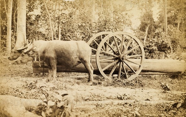 Cattle transporting timber, Burma. Two cattle are harnessed to a wheeled cart to pull timber through a forest. Burma (Myanmar), circa 1910. Burma (Myanmar), South East Asia, Asia.