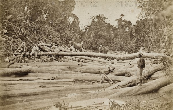 Tree felling in Burma (Myanmar). A forest clearing is littered with felled trees and teak logs. Three European men sit on the timber, observing Burmese labourers and their elephants at work. Burma (Myanmar), circa 1910. Burma (Myanmar), South East Asia, Asia.