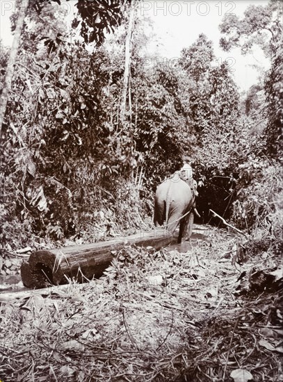 Elephant dragging timber, Burma (Myanmar). An elephant drags a teak timber along a small stream in dense jungle. Burma (Myanmar), circa 1910. Burma (Myanmar), South East Asia, Asia.