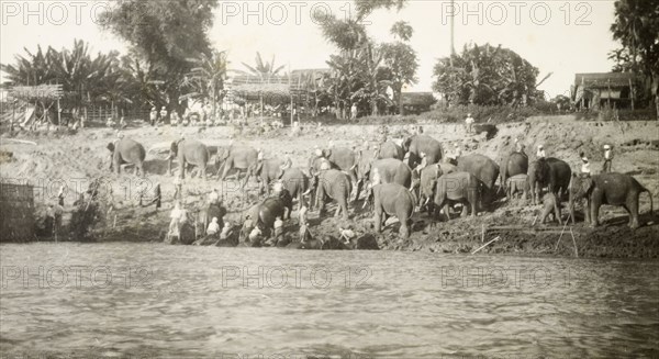 Elephants emerge from the water. A herd of elephants and their mahouts (elephant handlers) gather on a riverbank after a refreshing dip in the water. The animals would have been used to manoeuvre timber in the teak forests of Burma (Myanmar). Burma (Myanmar), circa 1910. Burma (Myanmar), South East Asia, Asia.