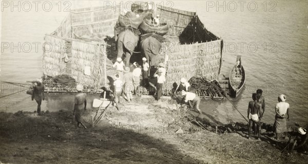 Transporting elephants across a river. Two elephants, used to manoeuvre timber in the teak forests of Burma (Myanmar), are persuaded onto an enclosed raft, ready to be transported across a wide river. Burma (Myanmar), circa 1910. Burma (Myanmar), South East Asia, Asia.