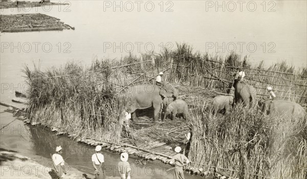 Transporting elephants across a river. A number of elephants, including two calves, stand inside an enclosed raft, ready to be transported across a wide river. The animals would have been used to manoeuvre timber in the teak forests of Burma (Myanmar). Burma (Myanmar), circa 1910. Burma (Myanmar), South East Asia, Asia.