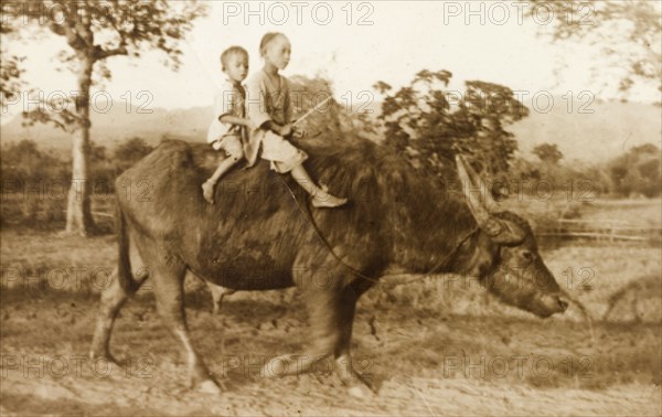 Children riding a horned cow. Two children ride a horned cow bareback through a field. Burma (Myanmar), circa 1910. Burma (Myanmar), South East Asia, Asia.