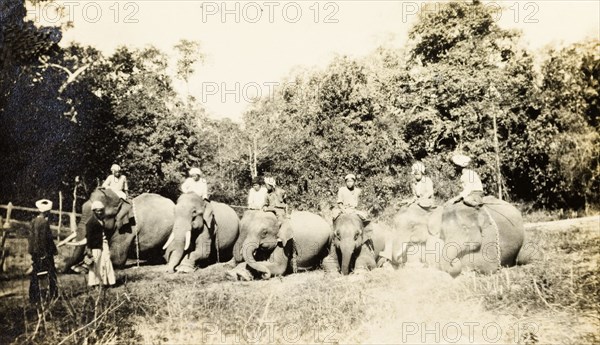 Elephant line-up. Seven elephants, ridden by mahouts (elephant handlers), kneel in a row in a jungle clearing. The animals would have been used to manoeuvre timber in the teak forests of Burma (Myanmar). Burma (Myanmar), circa 1910. Burma (Myanmar), South East Asia, Asia.