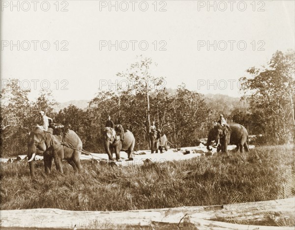 Elephants at work logging. Four harnessed elephants, directed by their mahouts (elephant handlers), drag large teak logs through the Burmese jungle. Burma (Myanmar), circa 1910. Burma (Myanmar), South East Asia, Asia.
