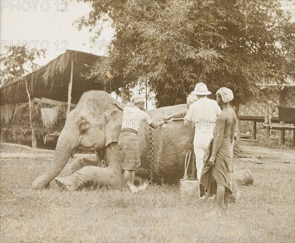 A vet attends to a logging elephant. An elephant, used to manoeuvre timber in the teak forests of Burma (Myanmar), lies on the ground, allowing a vet to treat an abscess while its mahout (elephant handler) looks on. Burma (Myanmar), circa 1910. Burma (Myanmar), South East Asia, Asia.