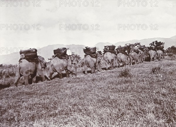 Elephants on parade. A procession of elephants, laden with large baskets, travel in single file up a grassy slope, guided by their mahouts (elephant handlers). The animals would have been used to manoeuvre timber in the teak forests of Burma (Myanmar). Burma (Myanmar), circa 1910. Burma (Myanmar), South East Asia, Asia.