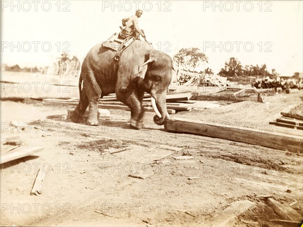An elephant manoeuvres timber at a sawmill. An elephant is directed by its mahout (elephant handler) as it pushes a length of timber along the ground with its trunk at a Burmese sawmill. Burma (Myanmar), circa 1910. Burma (Myanmar), South East Asia, Asia.