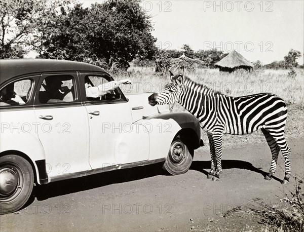 A zebra approaches a car. A driver in a stationary car holds his hand out of the window to pet an approaching zebra. Northern Rhodesia (Zambia), circa 1950. Zambia, Southern Africa, Africa.
