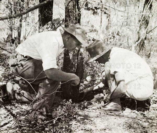 Breeding ground of the tsetse fly. Two European men crouch over a breeding ground of the tsetse fly at the base of a Mopani tree. Tsetse flies feed on blood and are attributed to the spread of sleeping sickness (African trypanosomiasis) in humans, which is endemic in certain regions of Africa. Probably Northern Rhodesia (Zambia), circa 1950. Zambia, Southern Africa, Africa.