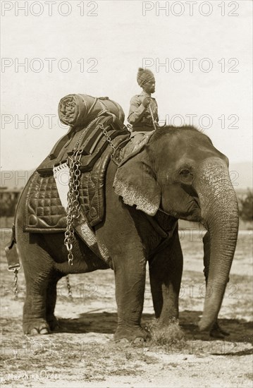 Battery division elephant. An Indian mahout (elephant handler) dressed in military uniform and turban sits on the shoulders of an elephant working in the heavy battery division of the Royal Artillery. The elephant wears a padded saddle with chains and carries a small load. India, circa 1895. India, Southern Asia, Asia.