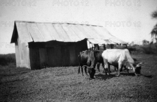 Cattle at a butcher's shop. Several long-horned cattle graze outside a small, tin building serving as a butcher's shop. Kapsabet, Kenya, 1928. Kapsabet, Rift Valley, Kenya, Eastern Africa, Africa.