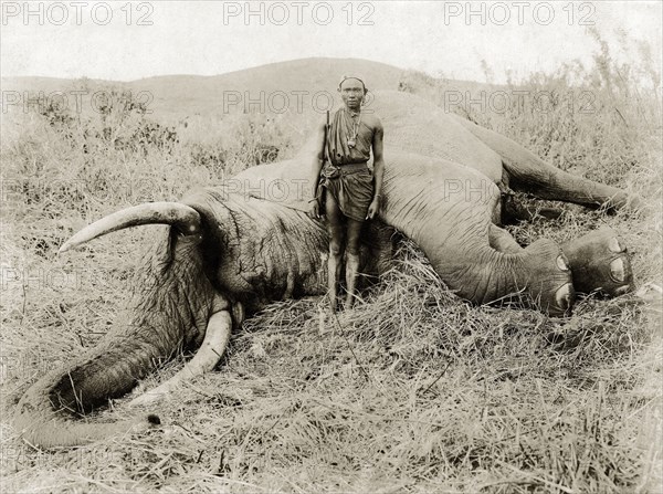 African hunter and elephant carcass. A young African man in traditional dress poses in front of a dead elephant. Kenya, 1930. Kenya, Eastern Africa, Africa.