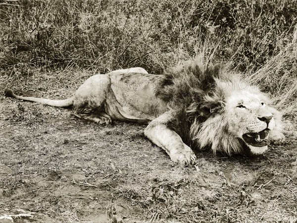 A dead lion. A dead lion, posed as if snarling and ready to spring at its prey. Kenya, circa 1930. Kenya, Eastern Africa, Africa.