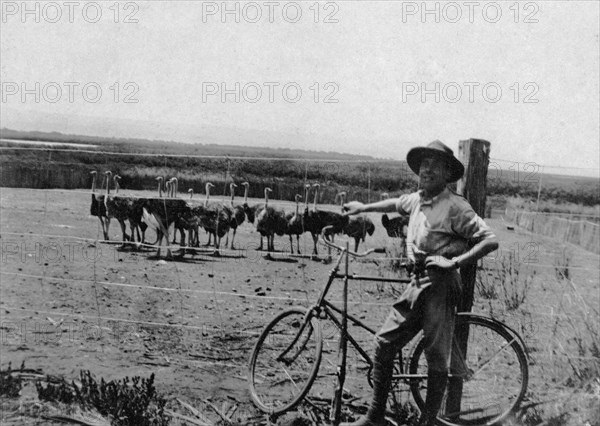 Ostrich farm. A European man stands with a bicycle in front of a flock of ostriches in a fenced paddock at Paul Rainey's ostrich farm. Naivasha, British East Africa (Kenya), 1913. Naivasha, Rift Valley, Kenya, Eastern Africa, Africa.