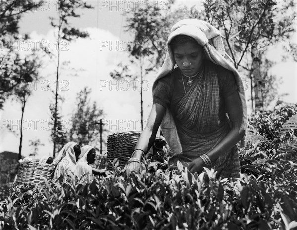 Tamil tea-picker. A young Tamil woman picks tea shoots at a tea estate in the mountains. Her utilitarian workwear accentuates her jewellery: an ornate necklace, arm bangles and jewelled nose studs. Near Kandy, Ceylon (Sri Lanka), 1957. Sri Lanka, Southern Asia, Asia.