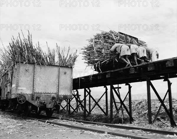 Loading sugar cane into freight cars. Four African workers push a bundle of sugar cane along a raised platform towards a railway freight car waiting to collect it. Miwani, Kenya, 7-8 November 1955. Miwani, Nyanza, Kenya, Eastern Africa, Africa.
