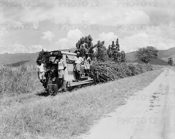 Transporting sugar cane by rail. A small railway engine bound for the Miwani Sugar Mills, pulls a long line of freight cars loaded with sugar cane. Miwani, Kenya, 7-8 November 1955. Miwani, Nyanza, Kenya, Eastern Africa, Africa.