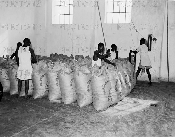 Sewing sacks in a sugar mill. African workers sew rows of sugar sacks closed at the Miwani Sugar Mills. Miwani, Kenya, 7-8 November 1955. Miwani, Nyanza, Kenya, Eastern Africa, Africa.