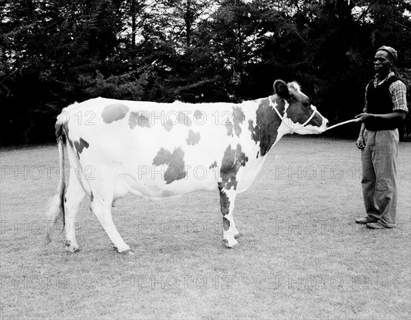 Harold Gill's cow. An African man displays a spotted dairy cow belonging to Harold Gill. Nairobi, Kenya, 18 September 1955. Nairobi, Nairobi Area, Kenya, Eastern Africa, Africa.