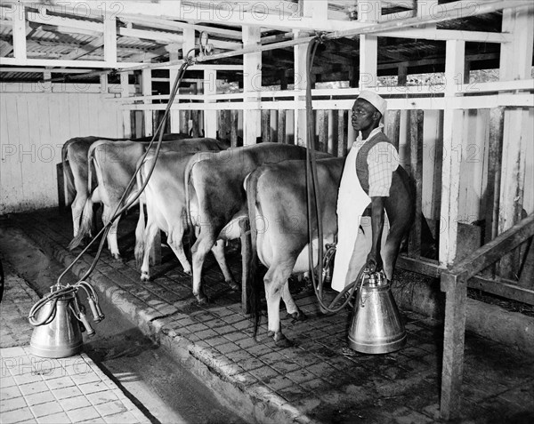 Milking the Bernard's cows. Five Jersey cows belonging to the Bernard family line up in stalls ready for milking. An African worker in an apron stands beside them, milking equipment in hand. Kenya, 4 September 1955. Kenya, Eastern Africa, Africa.