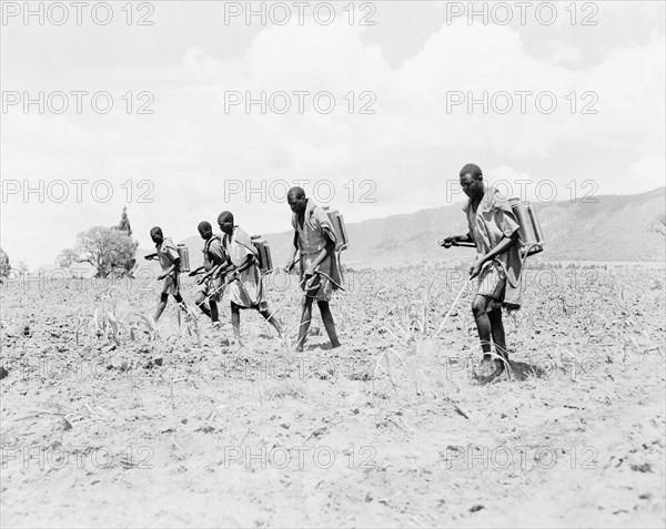 Crop spraying sugar cane. African workers employed by the Miwani Sugar Mills spray a sugar cane crop with pesticide from containers strapped to their backs. Miwani, Kenya, 7-8 November 1955. Miwani, Nyanza, Kenya, Eastern Africa, Africa.