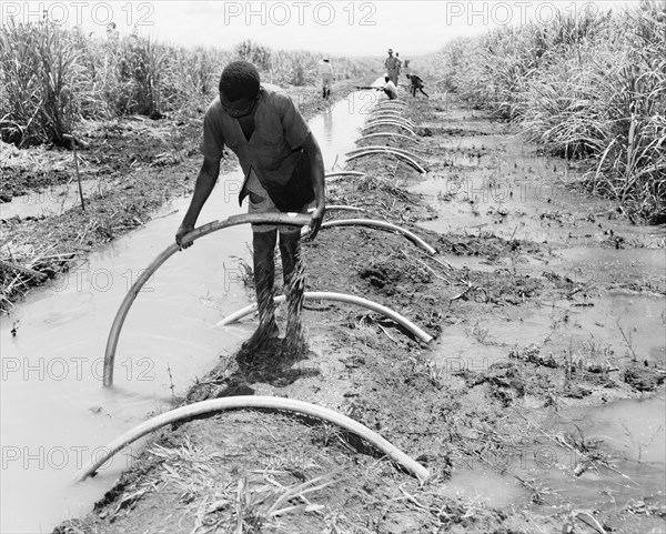 Siphoning sugar cane. An African worker siphons water from a ditch on a sugar cane plantation owned by the Miwani Sugar Mills. Miwani, Kenya, 7-8 November 1955. Miwani, Nyanza, Kenya, Eastern Africa, Africa.